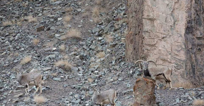 Assassins stealthy wild sheep in the Himalayas
