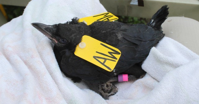 Astonishing intelligence of crows