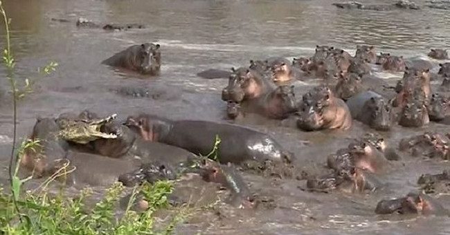 At the ban of hippopotamus, crocodiles are beaten