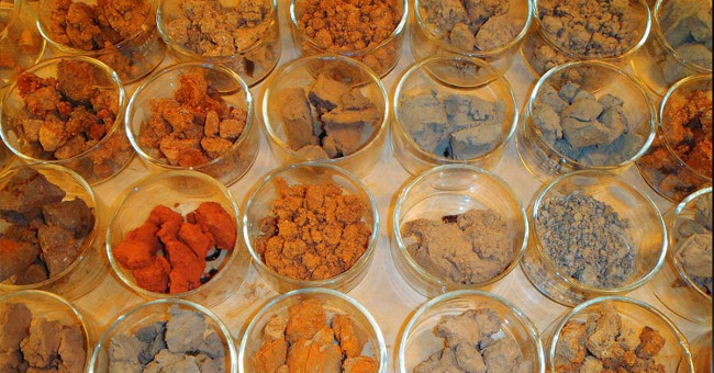 Atlas of the most common bacteria in the soil