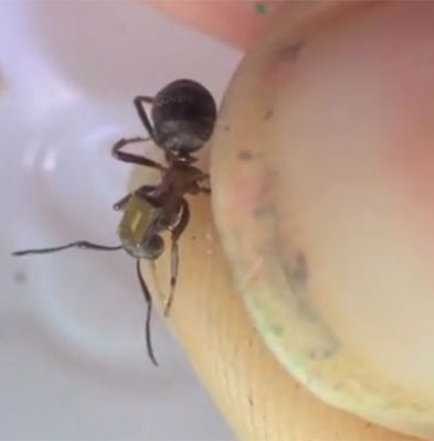 Attach chip for ant