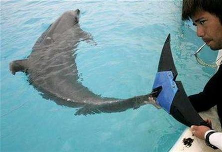 Attach fake tail to dolphins!