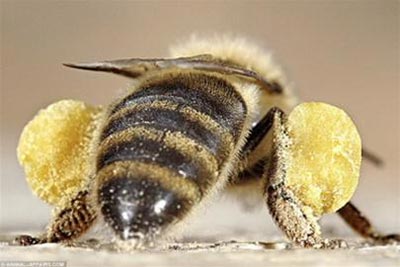 Attach the chip to the bee