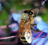 Attach tiny sensors to honey bees