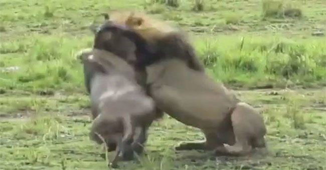 Attack on lions, wildebeest pay for their lives