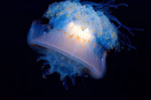Attended by 10 sea creatures with funny names