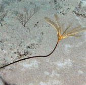 Auction of naming rights for sea flowers