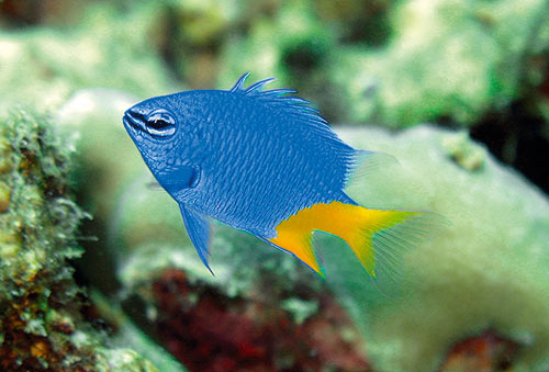Auction to be named for fish