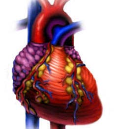 Australia: a breakthrough in human organ development research
