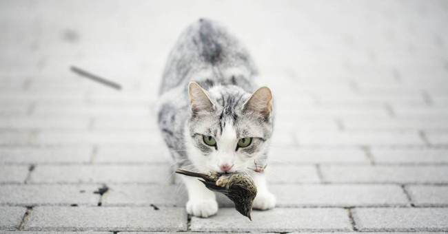 Australia alarms the risk of cats destroying birds