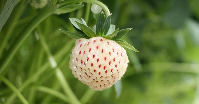 Australia breeds strawberries with pineapple and chewing gum