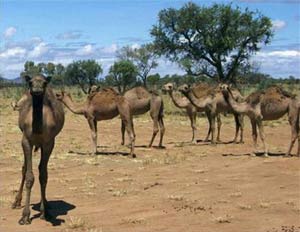 Australia: Camels become aggressive because of the hot sun