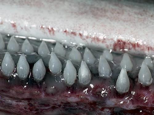 Australia caught rare giant sharks after more than 80 years