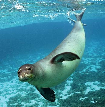 Australia created the largest marine park on the planet