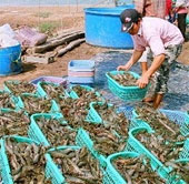 Australia creates sustainable super foods for farmed shrimp