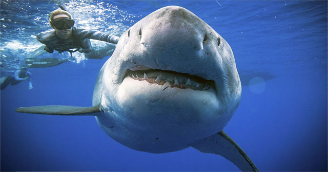Australia developed swimwear ... fighting sharks