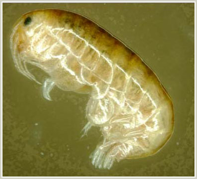 Australia: discover 850 new creatures underground