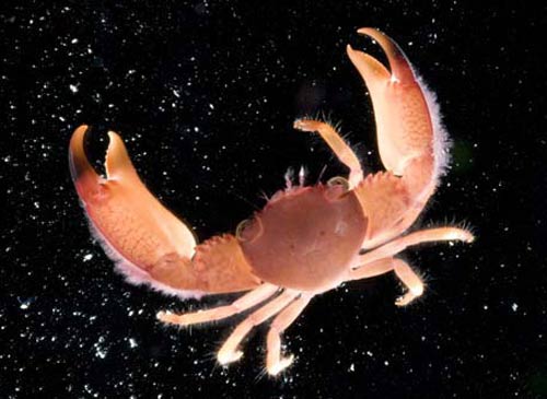 Australia discovered 100 new marine species