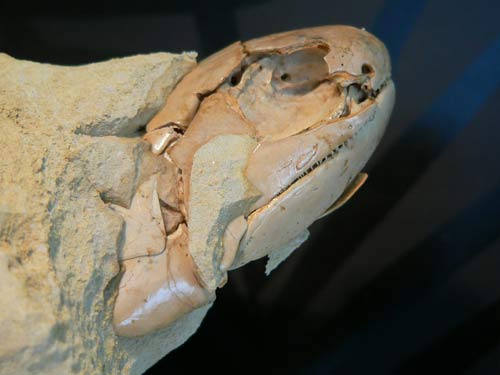Australia: Fossilized a fish species dating back 380 million years