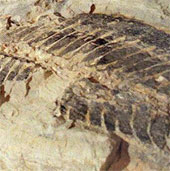 Australia found fossils tens of millions of years old