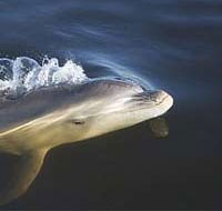 Australia found new dolphins in the Melbourne region