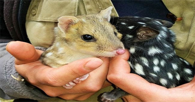 Australia has returned to the continent of lynx cats for 50 years