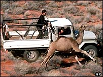 Australia: humpback camels are at risk of mass kill