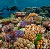 Australia implements a system to protect coral reefs