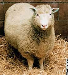 Australia lifted the ban on cloning