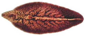 Australia produces fluke fluke vaccine