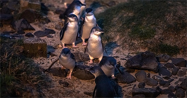 Australia relocated people to make room for tiny penguins