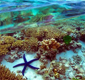 Australia strives to protect the world's largest coral reef