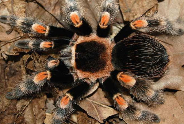 Australia studies spider venom to treat breast cancer