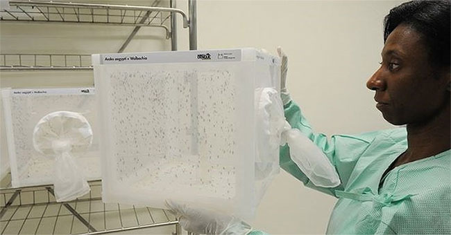 Australia successfully released special mosquitoes that can prevent dengue outbreaks
