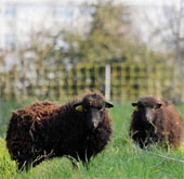 Australia: Superfoods increase the quality of cattle meat