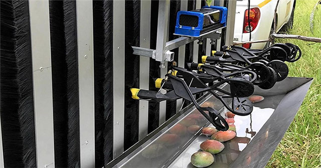 Australia tested the world's first mango picking robot