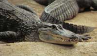 Australia - the original land of alligators