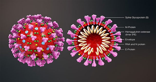 Australia took 3D images of the Sars-CoV-2 virus supporting vaccine production