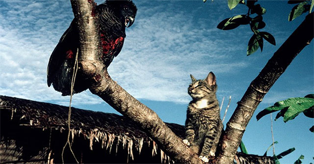Australia: Unexpectedly, gentle animals kill more than 2 billion wildlife every year