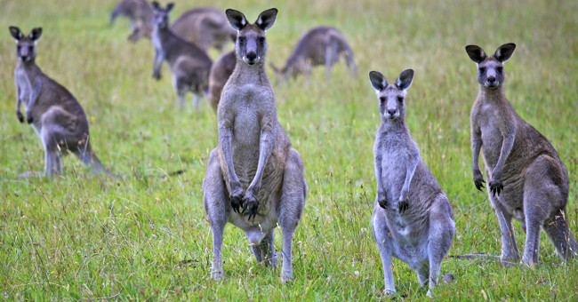 Australia urges people to eat kangaroo meat