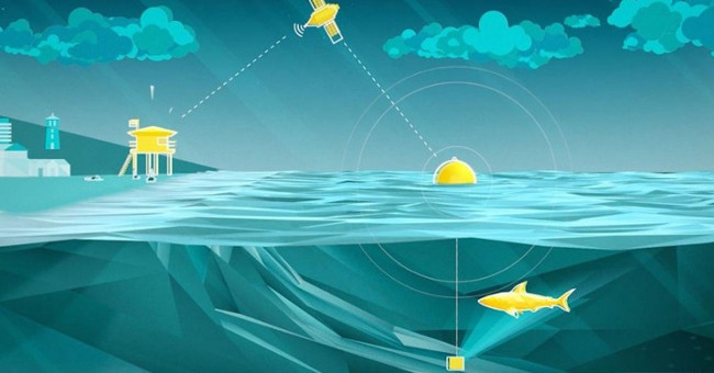 Australia uses shark detection drones to protect people