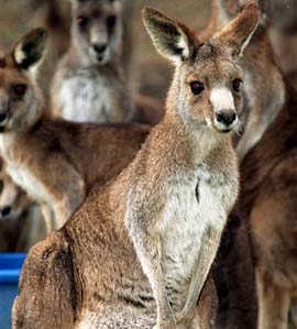 Australia wants to kill the kangaroos