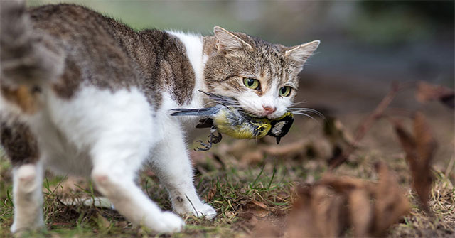 Australia will drop poisoned sausages to kill millions of wild cats