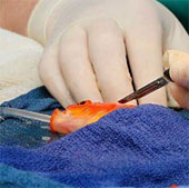Australian doctor for brain tumor surgery for goldfish
