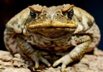Australian troops declare war on toads