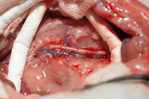 Austria successfully tested artificial blood vessels on mice
