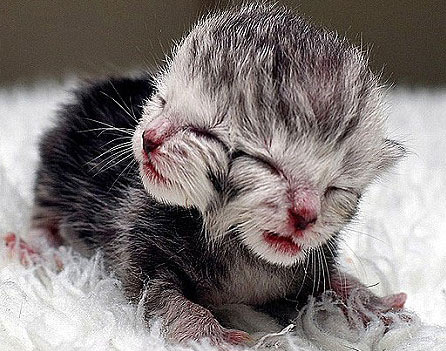 Autralia welcomed the first 2-sided cat