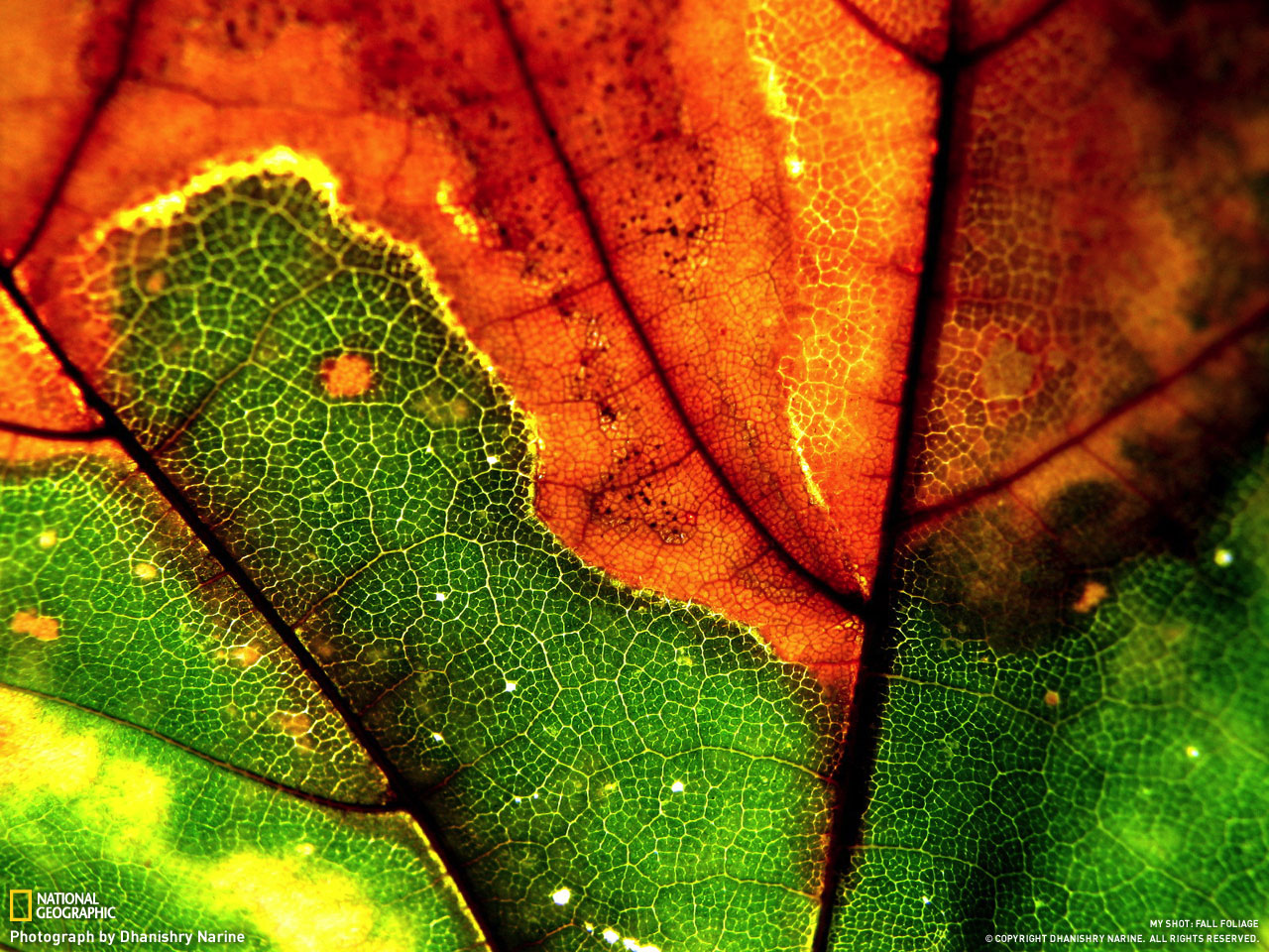 Autumn leaves