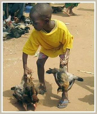 Avian flu appears in Togo