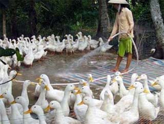 Avian flu broke out in many localities